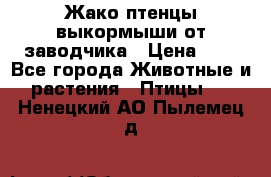 Жако птенцы выкормыши от заводчика › Цена ­ 1 - Все города Животные и растения » Птицы   . Ненецкий АО,Пылемец д.